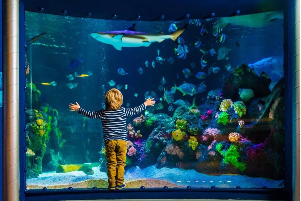 Kleines Kind steht mit ausgestreckten Armen vor riesigem Aquarium mit zahlreichen Fischen und einem Hai. - Ostschweiz mit Kindern bei Regen