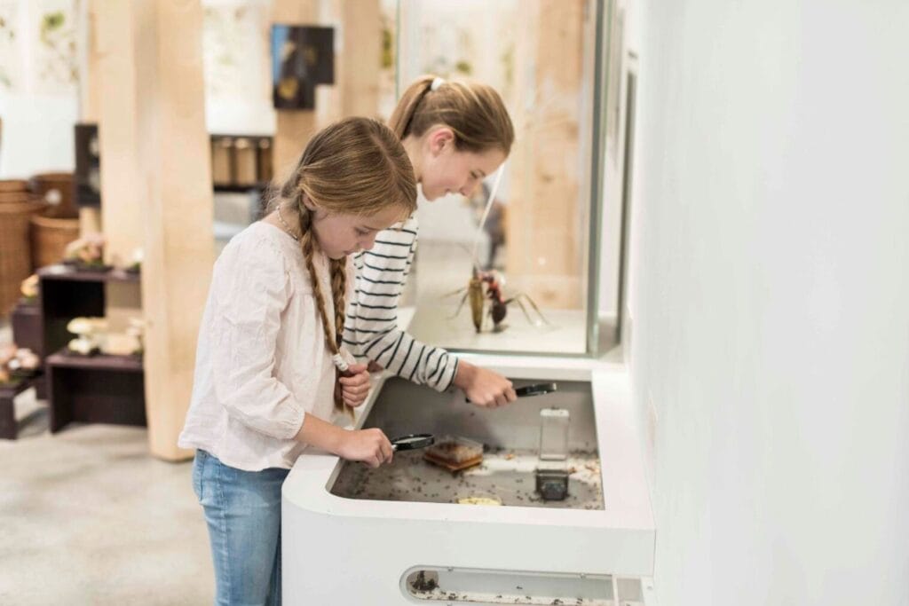 Zwei Mädchen beobachten die Waldameisen-Kolonie des Naturmuseums St. Gallen. - Ostschweiz mit Kindern bei Regen - unsere erprobten Tipps