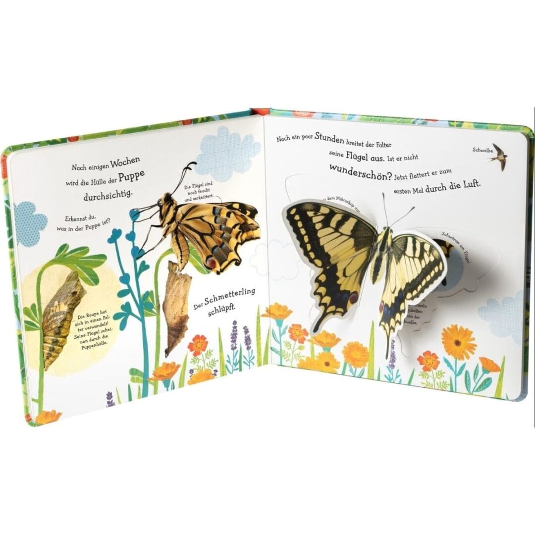 Buch wie wird die Raupe zum Schmetterling?