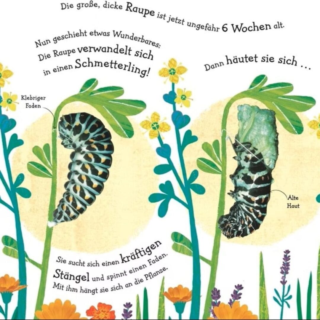 Buch wie wird die Raupe zum Schmetterling?