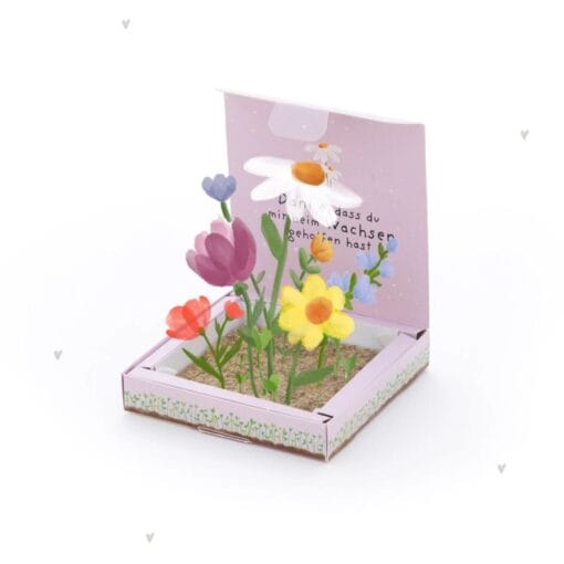 Aus dem Pflanzkästchen "Dankschön" wachsen Wiesen-Margeriten.