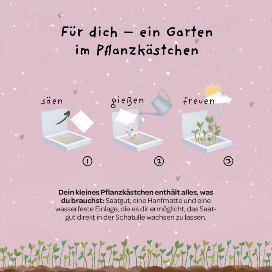 Aus dem Pflanzkästchen "Dankschön" wachsen Wiesen-Margeriten.