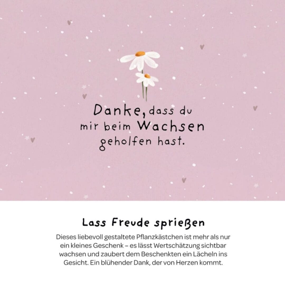 Aus dem Pflanzkästchen "Dankschön" wachsen Wiesen-Margeriten.